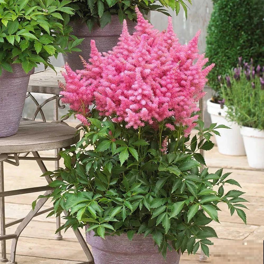 好看好养的络新妇，耐寒又耐阴，开花的时候超级美！