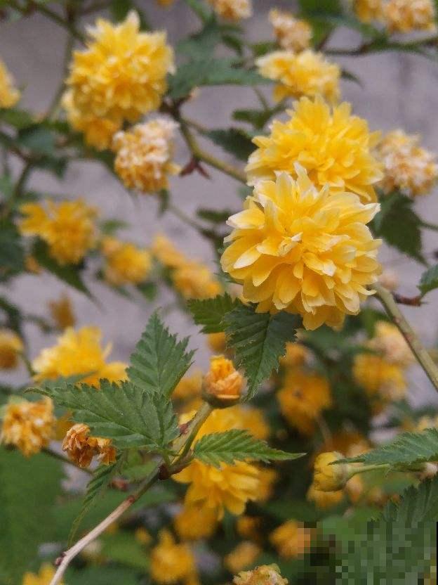 春天在院子里养花，种这6种，能开上千朵花