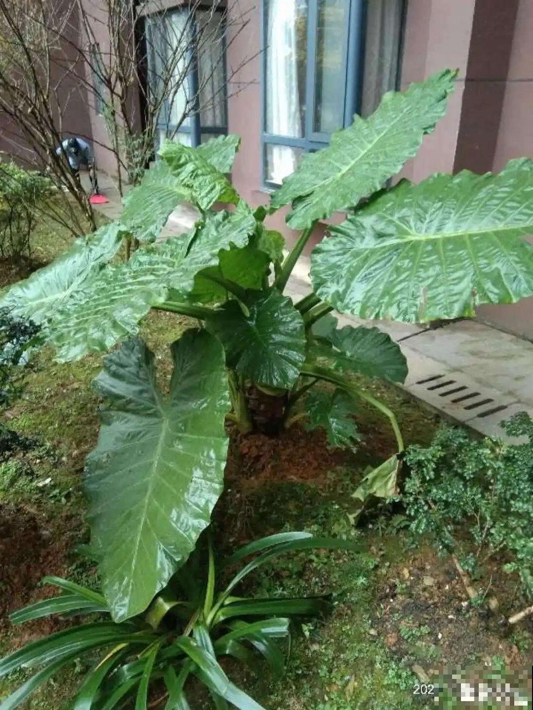 花长得像蔬菜，那也不能吃，有毒的！