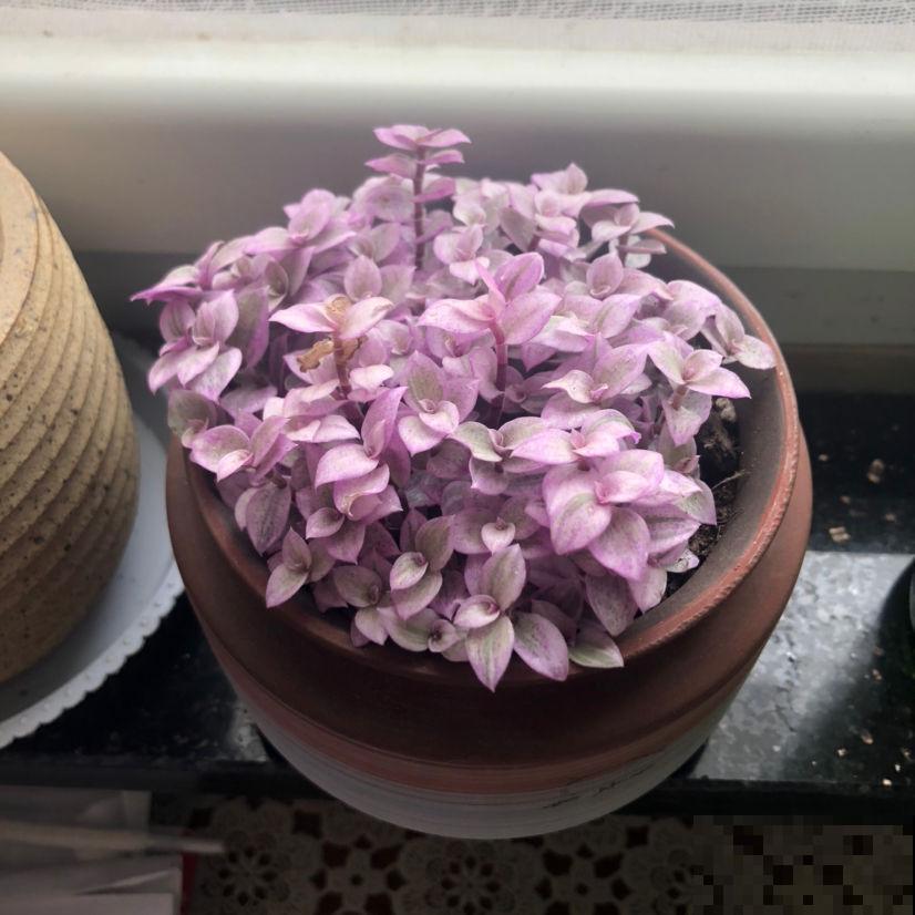 4种花天生粉色,不光好养,还春意浓浓,适合养在家里 4种花天生粉色,不光好养,还春意浓浓,适合养在家里