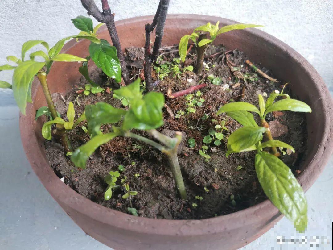 10个养花偏方,一般人我不告诉他,养花太好用 10个养花偏方,一般人我不告诉他,养花太好用