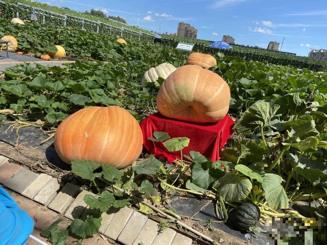 南瓜个头大的出奇，卖了2万8，比养猪还赚钱