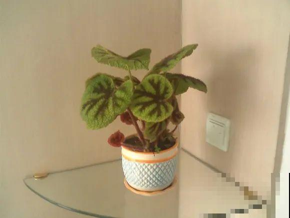 24种花,净化空气最厉害,绿萝竟然倒数! 24种花,净化空气最厉害,绿萝竟然倒数!