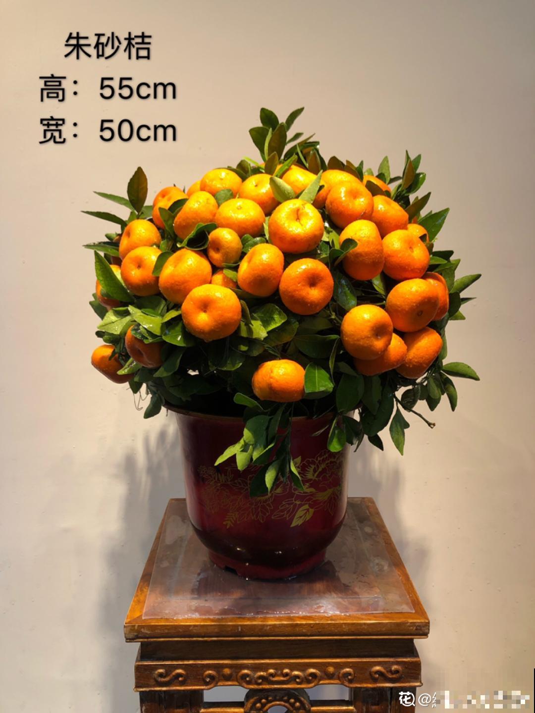 9种娇气花，冬天不要买回家，太难养活了！