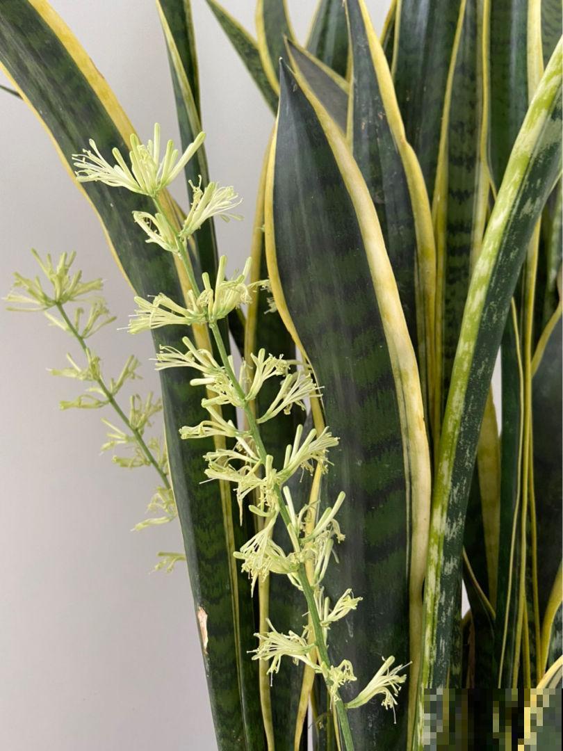 冬天养虎皮兰,注意避开4个坑,才能平稳过冬 冬天养虎皮兰,注意避开4个坑,才能平稳过冬