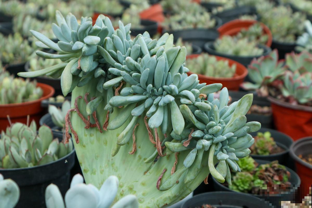 老花匠的养肉秘方，避开5个坑，才能养出结实多肉