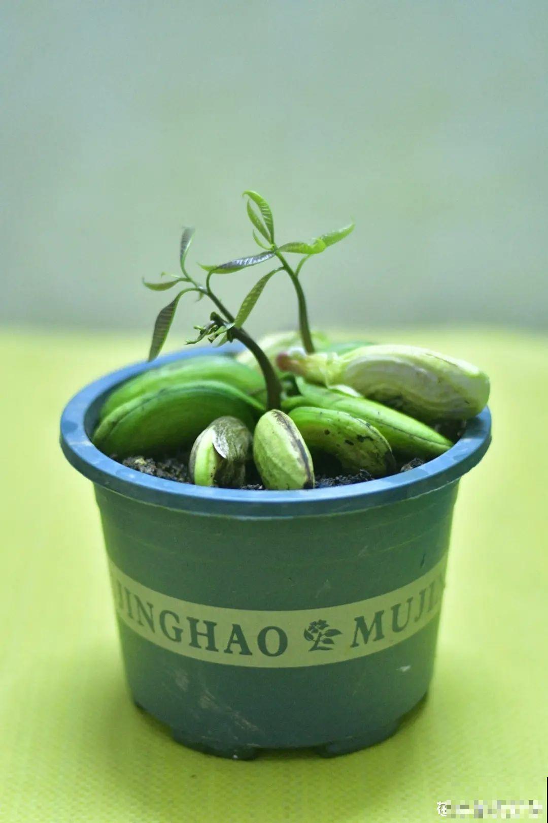 吃完的水果核别丢，扔土里长出小嫩芽，俩月长成新盆栽