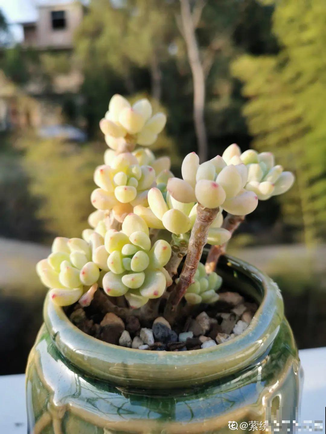 我在村里种多肉,盆盆状态美如画,城里人眼馋 我在村里种多肉,盆盆状态美如画,城里人眼馋