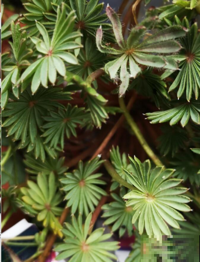 4种超有趣的植物，随便养一种，都成了“玩具”
