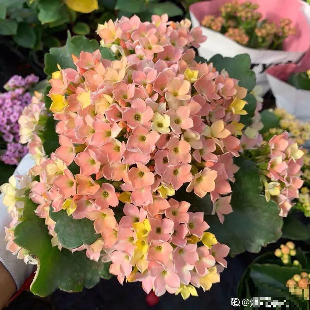 超耐旱的花，一棵开花3个色，开上百天没问题