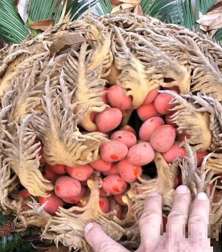 医院铁树结果，却被摘走30颗，园丁师傅吓坏了！