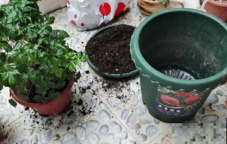 换盆也有限制，正在开花的植物不能换，不然花容易死