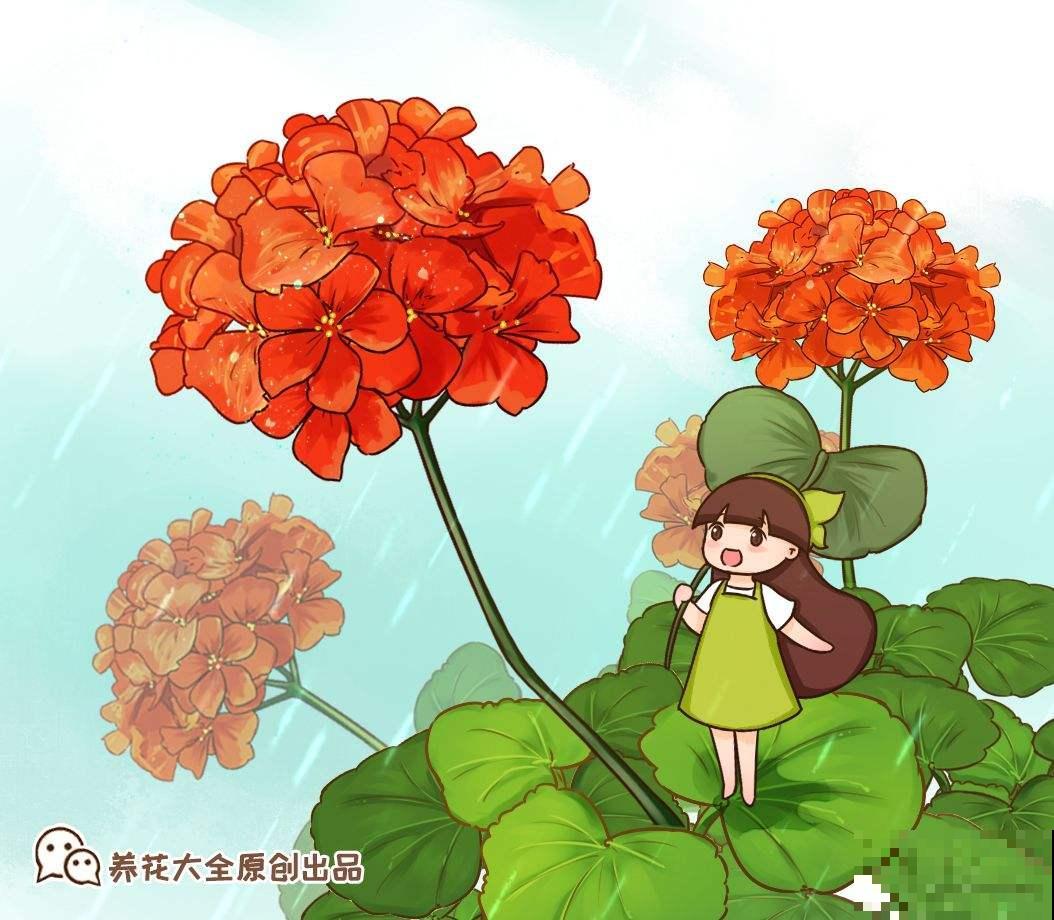 4种花寓意好，开花红得像火，预示一年日子热闹红火