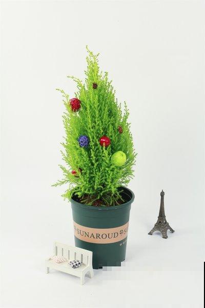 高颜值的香松，家里养上一盆，助眠效果超级好！