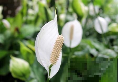 白掌原来这么好养，做好这4点，花越开越美！