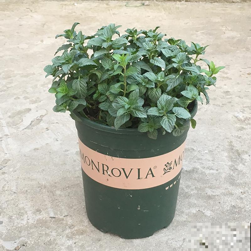 冬天养3种花,要多浇水、多喷水,不然叶子全都干死了 冬天养3种花,要多浇水、多喷水,不然叶子全都干死了