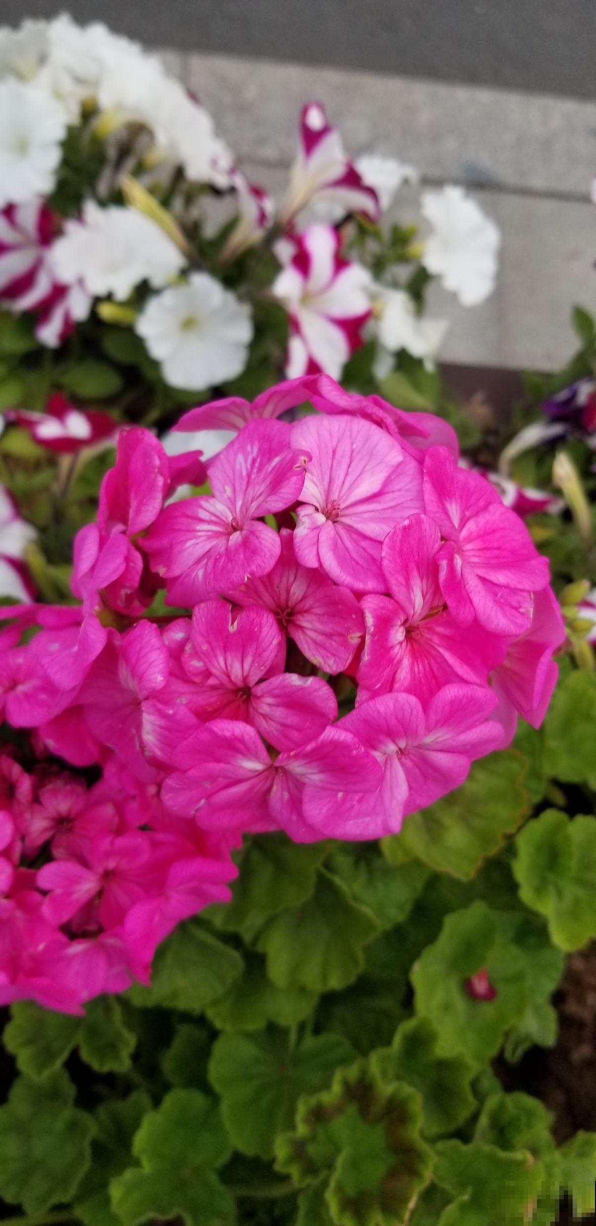 天竺葵养不活?只用1分钟,教你盆栽变“花球”! 天竺葵养不活?只用1分钟,教你盆栽变“花球”!