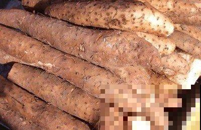 挑选山药不能光看大小,这4个要点很重要,记住就能挑到好山药 挑选山药不能光看大小,这4个要点很重要,记住就能挑到好山药