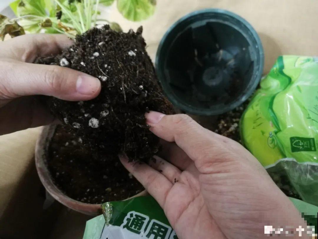 换盆也有限制，正在开花的植物不能换，不然花容易死