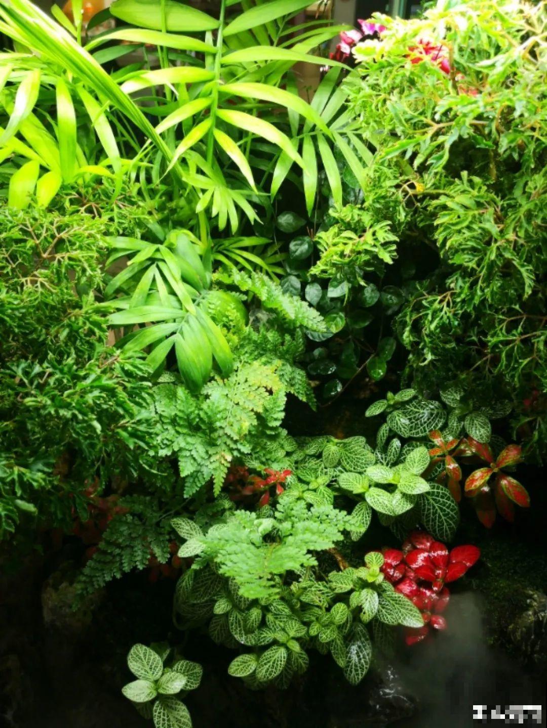 年纪轻轻，养点花种点草，提前过过养老生活