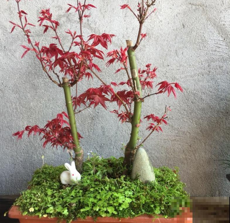 家庭自制红枫盆景,成本低、效果好,给再多钱也不卖! 家庭自制红枫盆景,成本低、效果好,给再多钱也不卖!
