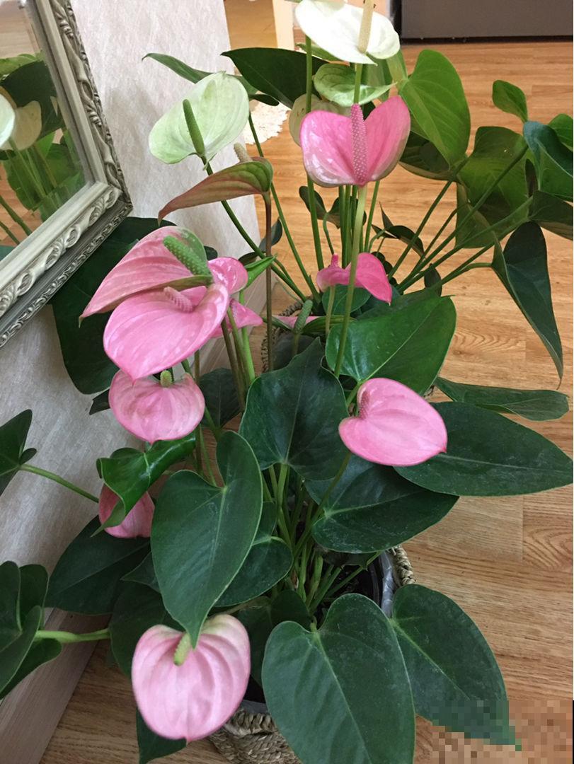 4种花天生粉色,不光好养,还春意浓浓,适合养在家里 4种花天生粉色,不光好养,还春意浓浓,适合养在家里