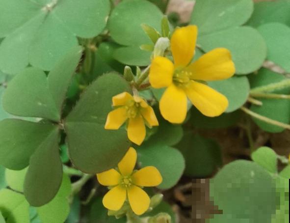 5种草别乱养，混进盆里太霸道，把其它花缠死了