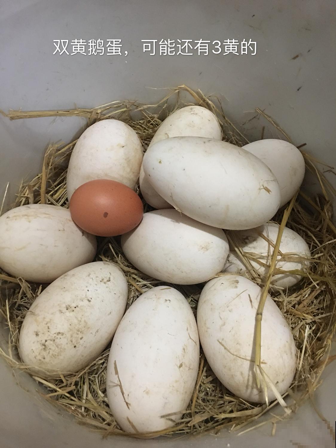 常见的5种蛋,营养成分天差地别,别吃错了! 常见的5种蛋,营养成分天差地别,别吃错了!