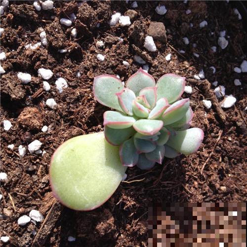 养多肉这样叶插！快速生根，轻松繁殖一大片！