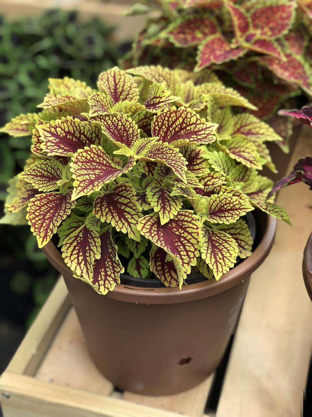 4种高颜值的秋海棠，耐阴好养，一年四季都有花赏！