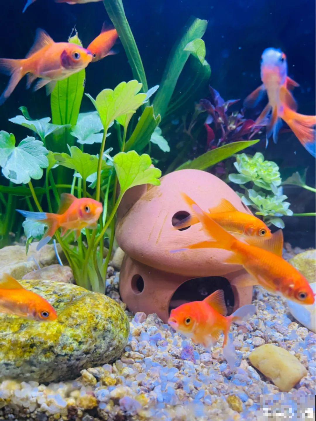 姐姐把多肉放鱼缸里，10分钟后取出，养得胖嘟嘟