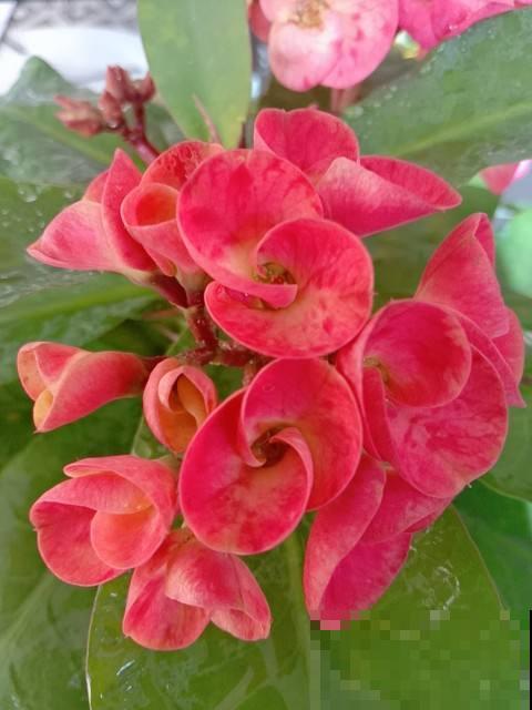 4种花让人又爱又恨,养还是不养,真是一个难题 4种花让人又爱又恨,养还是不养,真是一个难题