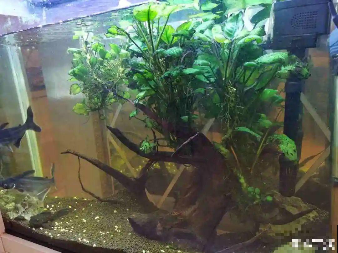 土里浇点果皮水，能维持土壤酸性，茉莉兰花开爆盆