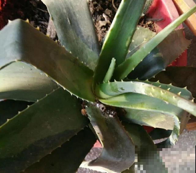 家里养这10种花,冻伤了要赶紧救,晚了就救不回来了 家里养这10种花,冻伤了要赶紧救,晚了就救不回来了