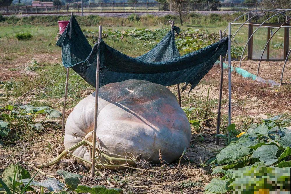 南瓜个头大的出奇，卖了2万8，比养猪还赚钱