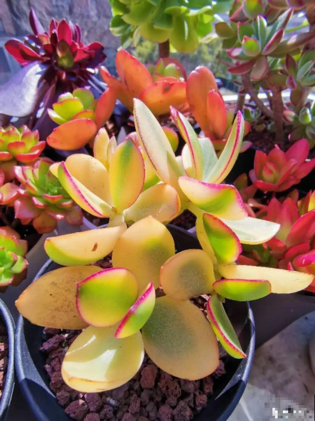 快过年了，肉崽子们都红火起来，陪我一起过节！