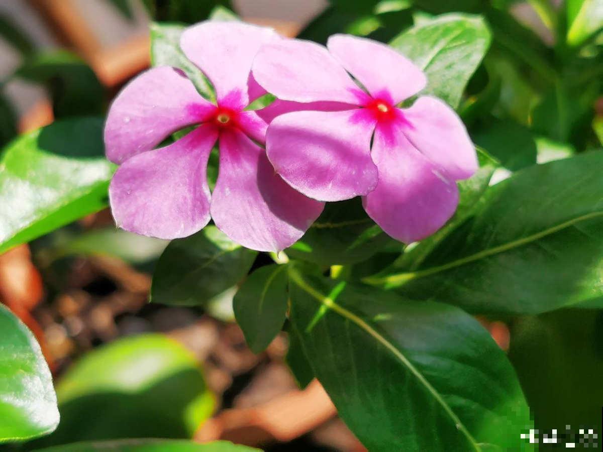 倒春寒来袭，养花5件事不能做，不然花熬不过去全死了