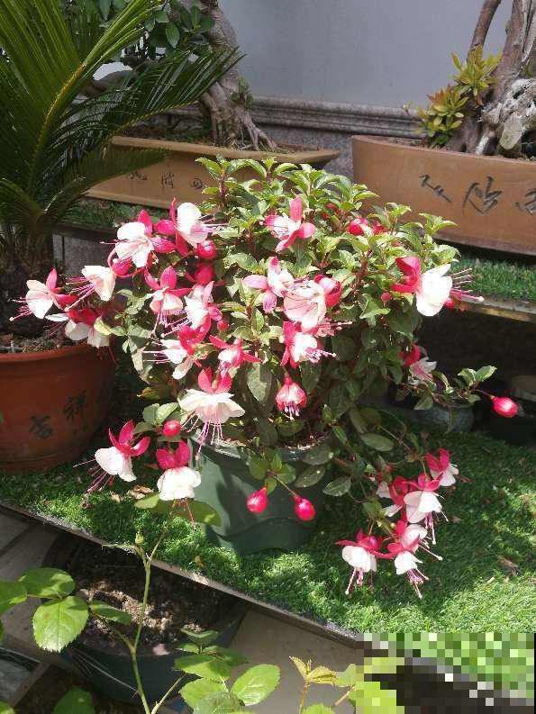 倒挂金钟总掉花苞,原来是一个问题没注意,套个塑料袋就解决 倒挂金钟总掉花苞,原来是一个问题没注意,套个塑料袋就解决