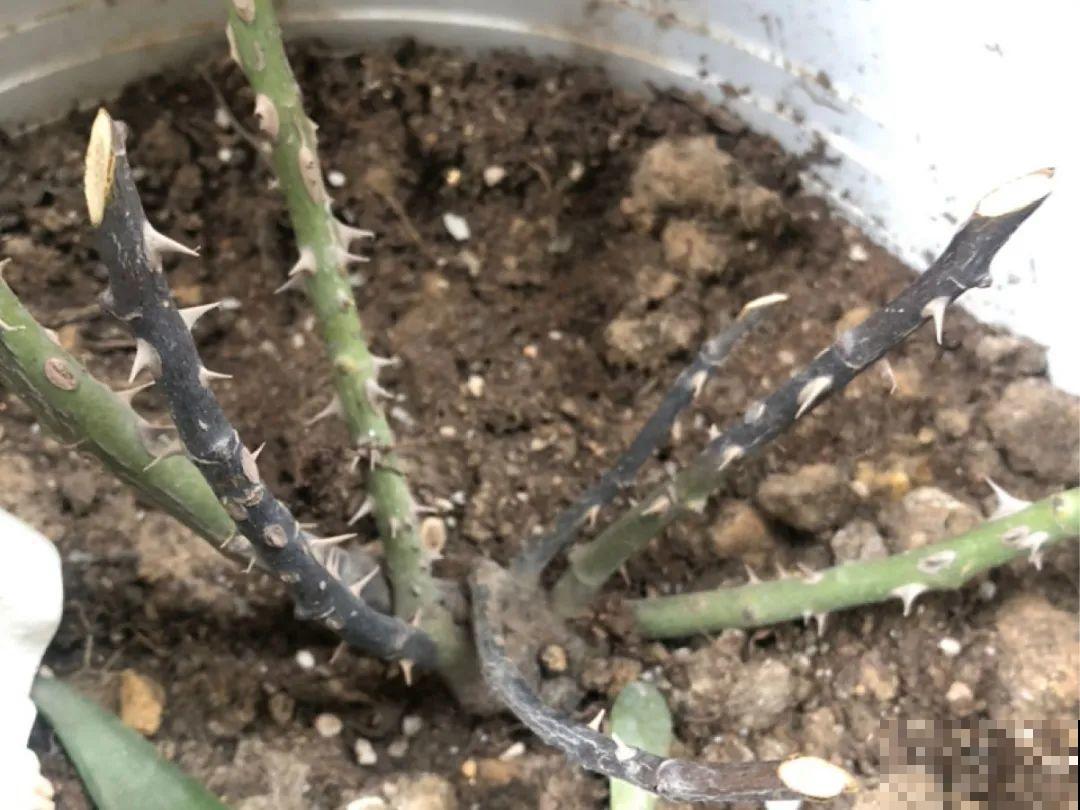 冬剪开始了，月季看见这种枝，就要赶紧剪！