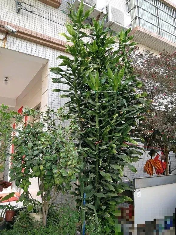 门口种了富贵竹，长到3米高，路过的都站着看！