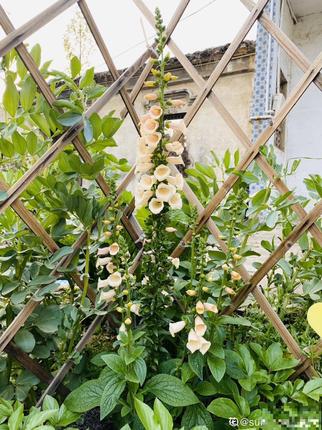 毛地黄名字不好听，可开花却超美，能长1米高