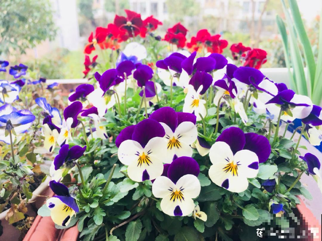 16种高颜值花，冬天耐寒不娇气，新手也能养爆盆