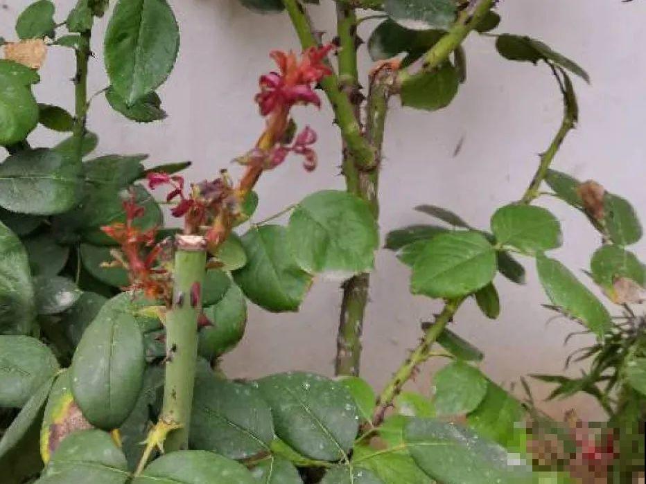 春天花要苏醒了，快施肥，新芽狂窜不断