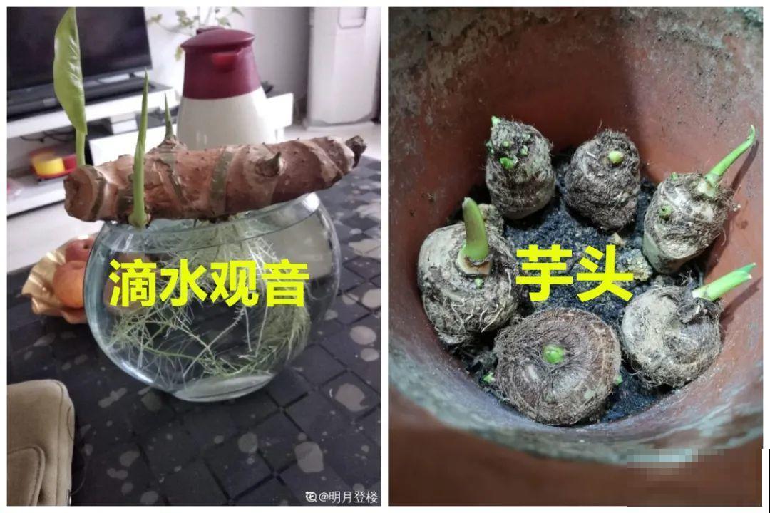 花长得像蔬菜，那也不能吃，有毒的！