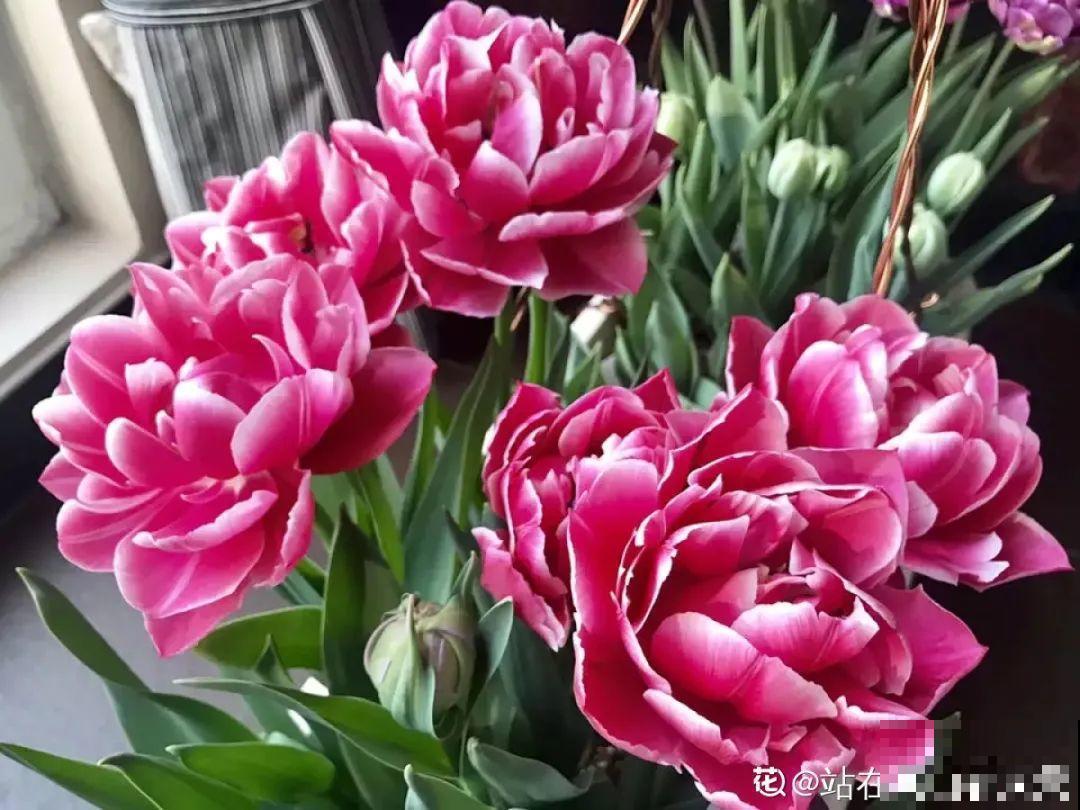 腊月买花，集齐“福禄寿”，才算好兆头