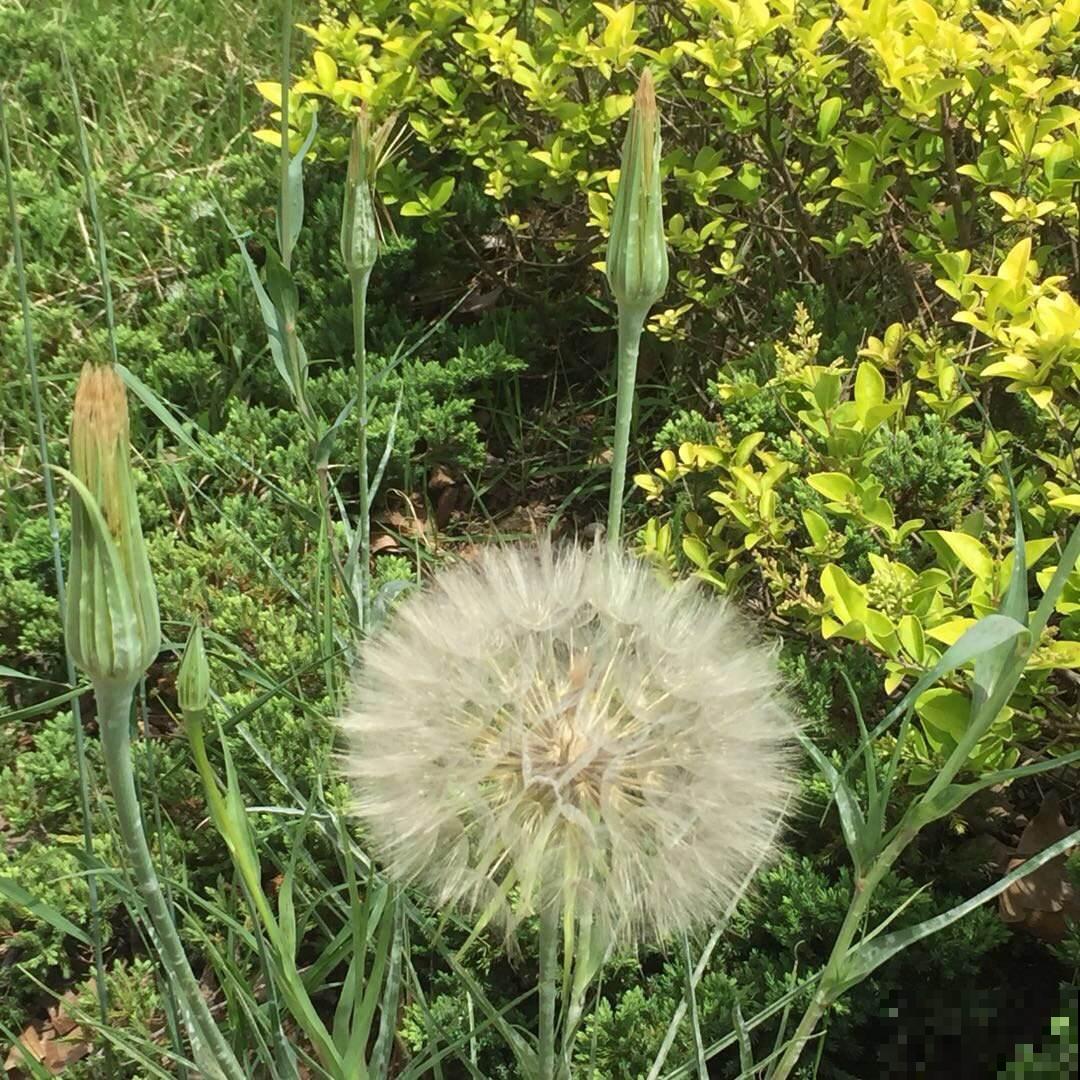 初春的野菜贵如金,挖的人越来越多,数量也越来越少 初春的野菜贵如金,挖的人越来越多,数量也越来越少