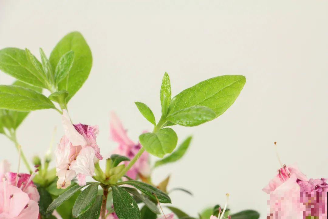 7种花，现在绝对不能剪，剪了一年不开花！