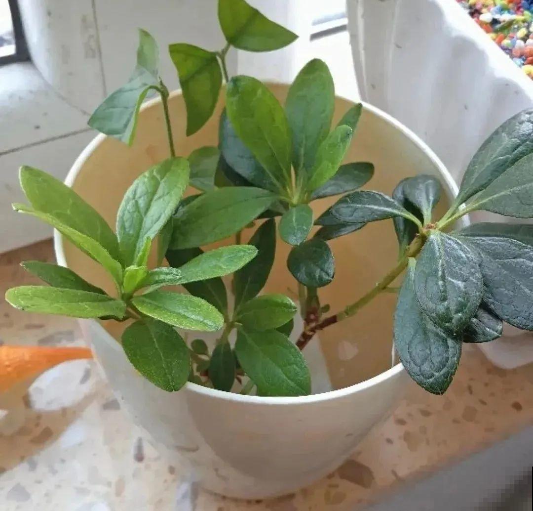 现在扦插超好活，剪根枝，捂3天，冒出狗牙根！