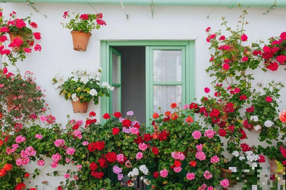 我想有一个,开满花的窗台,每天赏花! 我想有一个,开满花的窗台,每天赏花!