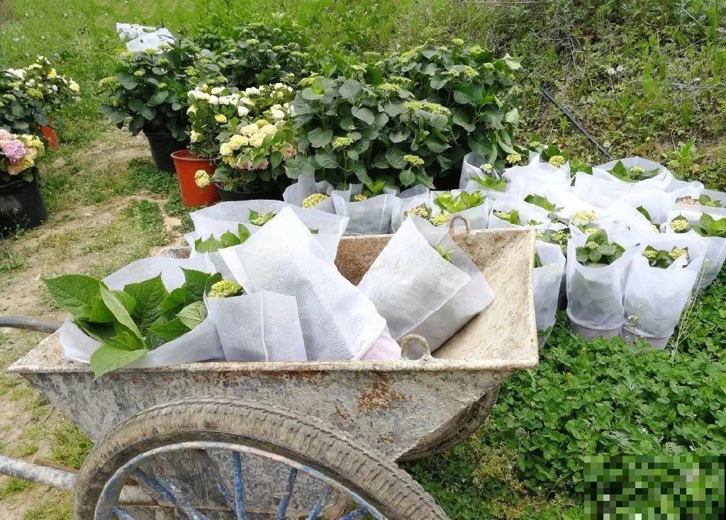 3年的时间，老院子变成大花园，过上塔莎奶奶一样的日子！